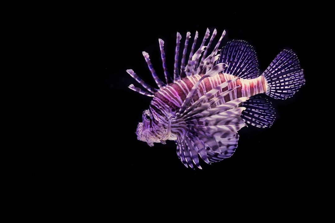漳浦开渔 千帆竞发赴蓝海